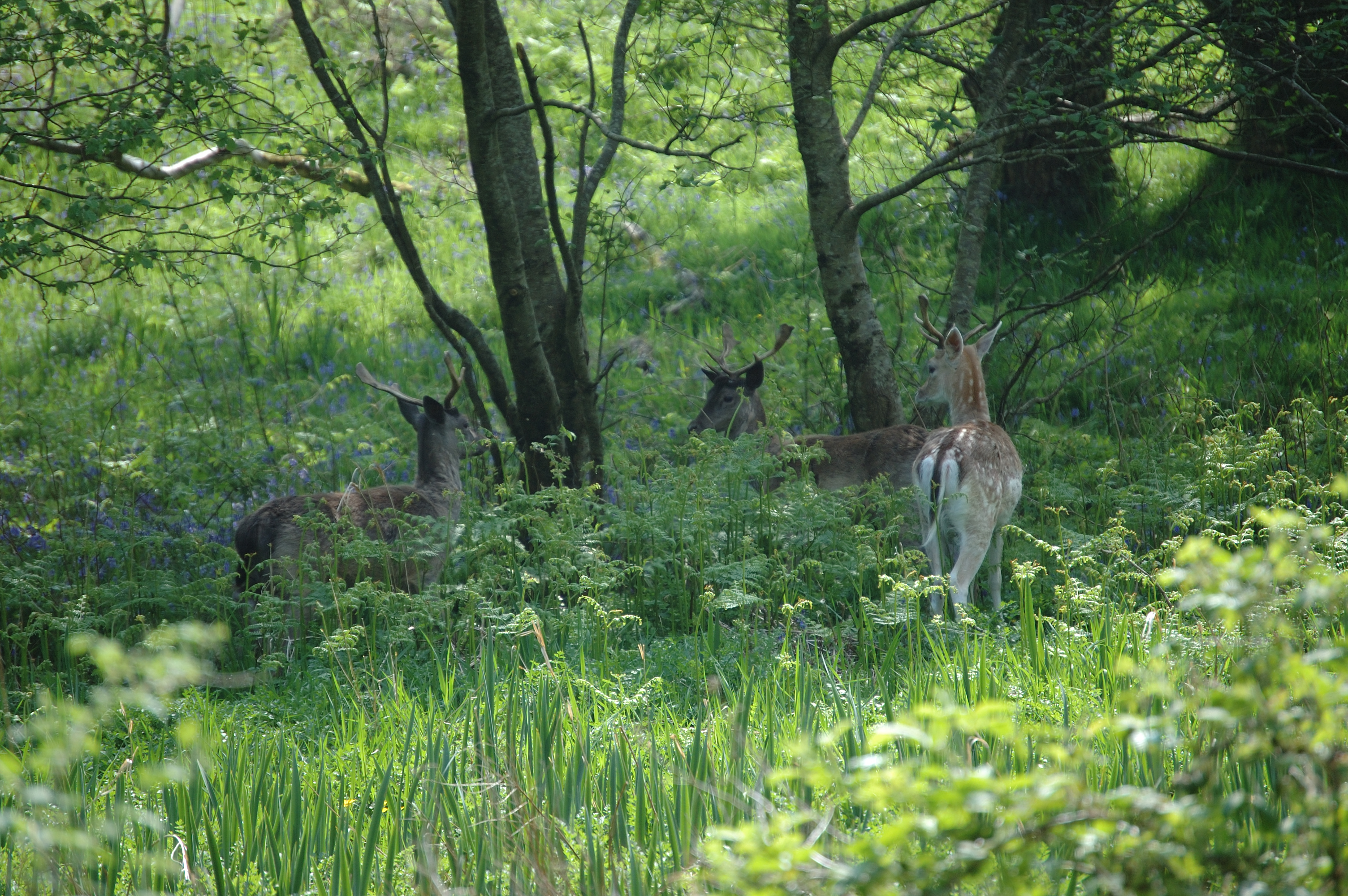 photos/wildlife/Mammal_Species/Fallow_Deer/Scotland 2008 1399.jpg